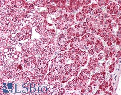PathPlus™ ETFA Antibody (aa139-152)