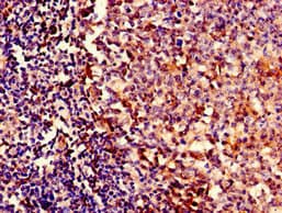 YBEY / C21orf57 Antibody