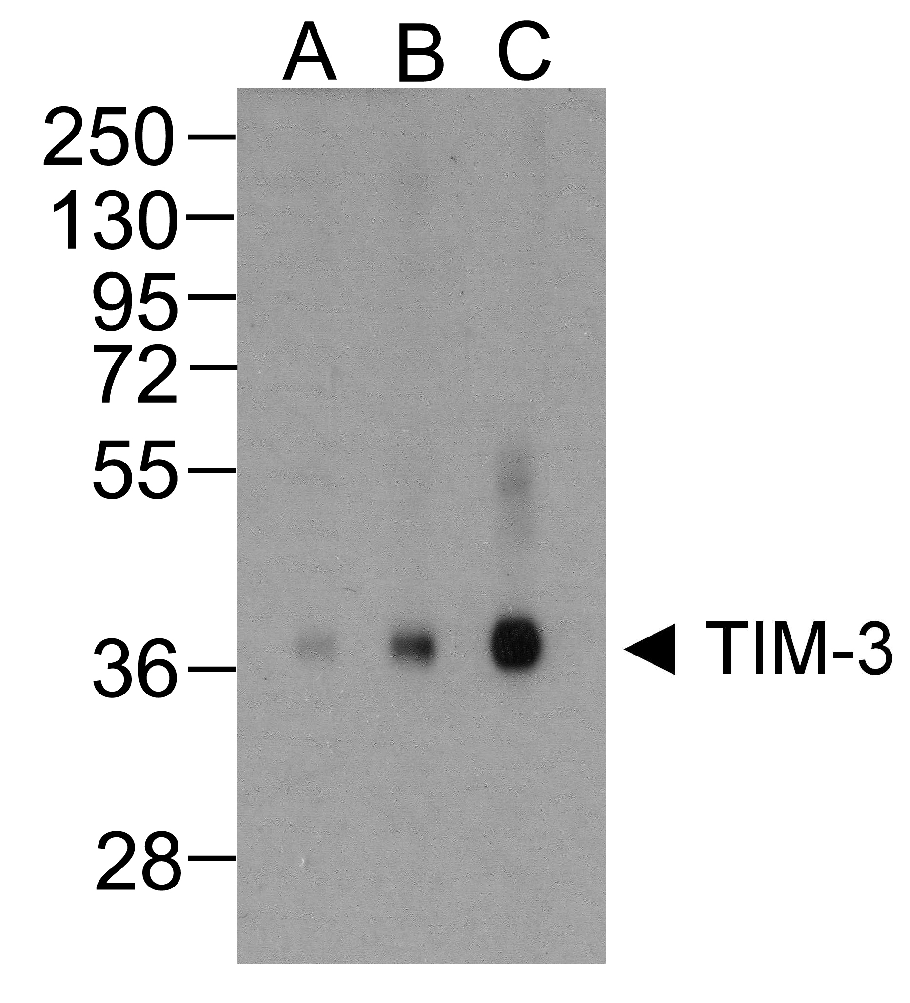 Monoclonal Mouse anti-Human HAVCR2 / TIM-3 Antibody (clone 10C10, IHC, IF, WB)