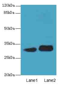 ITM2A Antibody (aa79-263)