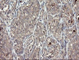 SNX8 Antibody (clone OTI1A1)