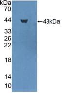 Pepsinogen A Antibody (aa16-387)