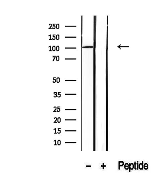 SFPQ Antibody