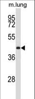 PRKX Antibody (aa1-30)