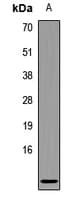 LD78 / CCL3L1 Antibody