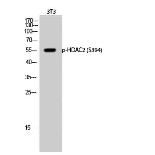 Polyclonal Rabbit anti-Human HDAC2 Antibody (330-410 aa, WB)