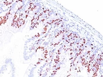 BrdU Antibody (clone SPM537)