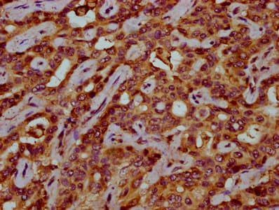 VKORC1 Antibody