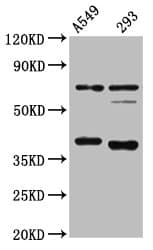 PathPlus™ CTSS / Cathepsin S Antibody (aa 115-331)