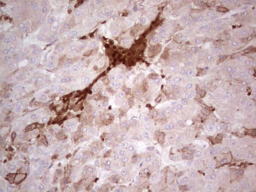 IDO2 / INDOL1 Antibody (clone OTI11B2)