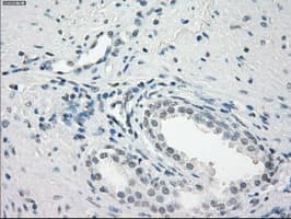 CD32A Antibody (clone OTI6H7)