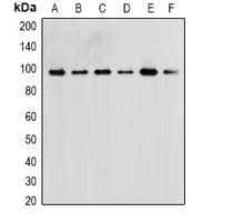IHC-plus™ MAPK7 / ERK5 Antibody