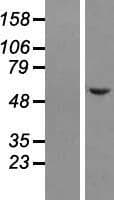 NSMF / NELF Protein (Over-Expression Lysate Myc-DDK (Flag))
