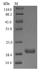 Bovine OBP Protein (Recombinant)