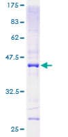 Human MRPL13 Protein (Recombinant GST)