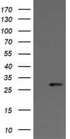 KLK8 / Kallikrein 8 Antibody (clone OTI2A5, Carrier-free)