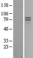 IL23R Protein (Over-Expression Lysate Myc-DDK (Flag))