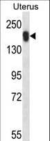 IHC-plus™ USP43 Antibody (aa900-928)