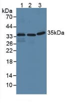 IFI35 Antibody (aa2-286, FITC)