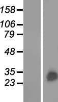 Human GSTA3 Protein (Over-Expression Lysate Myc-DDK (Flag))
