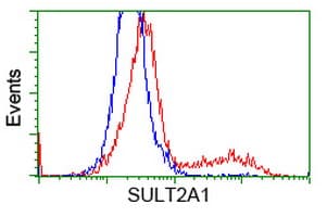 SULT2A1 / Sulfotransferase 2A1 Antibody (clone OTI2A6)