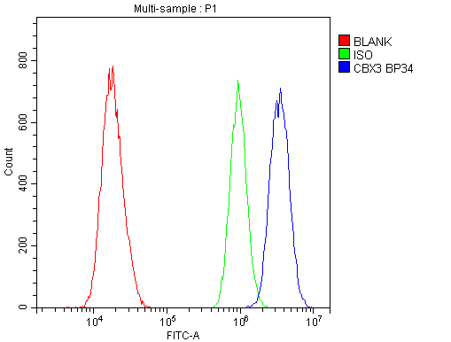 CBX3 / HP1 Gamma Antibody