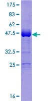 Human UBALD1 / FAM100A Protein (Recombinant GST)