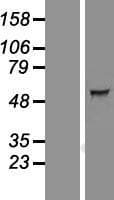 RBPJL Protein (Over-Expression Lysate Myc-DDK (Flag))