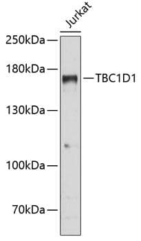 TBC1 / TBC1D1 Antibody