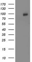 CDCP1 Antibody (clone OTI3B5)