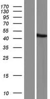 GTF2H2C Protein (Over-Expression Lysate Myc-DDK (Flag))