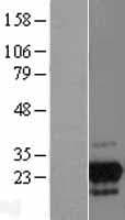 GPN2 Protein (Over-Expression Lysate Myc-DDK (Flag))