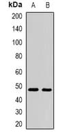 AMY2A / Pancreatic Amylase Antibody