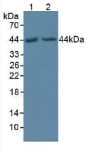 POFUT1 Antibody (aa238-388, Cy3)