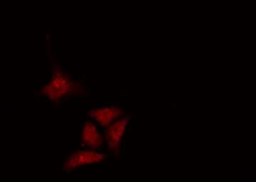 FGF13 Antibody