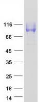 Human ICAM3 / CD50 Protein (Recombinant Myc-DDK (Flag))