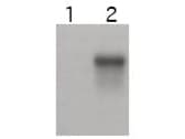 CCNE2 / Cyclin E2 Antibody