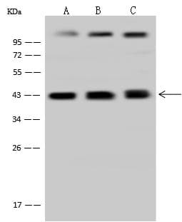 Polyclonal Rabbit anti-Human STOML2 Antibody (WB)