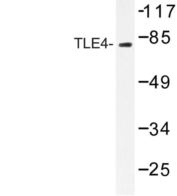 GRG4 / TLE4 Antibody (His190)