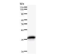 NARG1 / NAA15 Antibody (clone 434C2a)