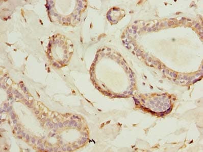 HSD17B12 Antibody