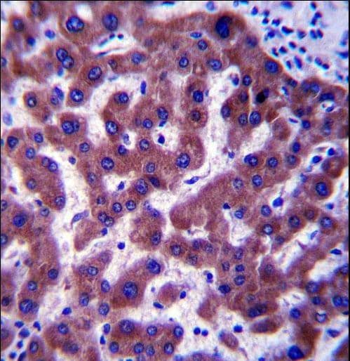 SC4MOL Antibody (aa264-293)