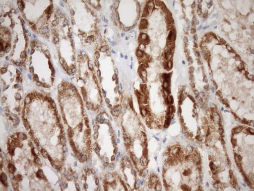 STOML2 Antibody (clone OTI1F5, Carrier-free)