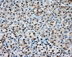 CYP1A2 Antibody (clone OTI15E2)