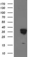 Monoclonal Mouse anti-Human LENG1 Antibody (clone OTI1E6, IF, WB)