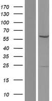 Human GTF3C5 Protein (Over-Expression Lysate Myc-DDK (Flag))