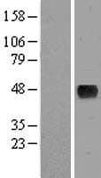 C7orf60 Protein (Over-Expression Lysate Myc-DDK (Flag))