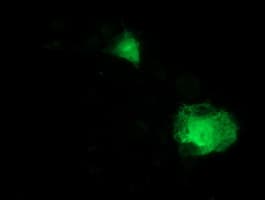 ITFG2 Antibody (clone OTI3C4)