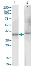 APG5 / ATG5 Antibody (clone 1C4)