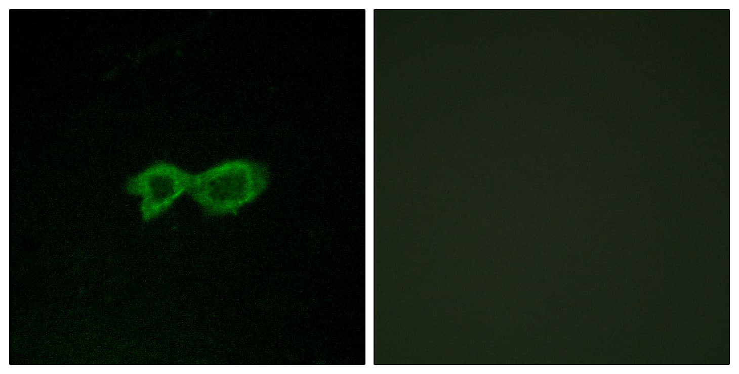 Polyclonal Rabbit anti-Human OR13C4 / OR2K1 Antibody (aa201-250, IF, WB)